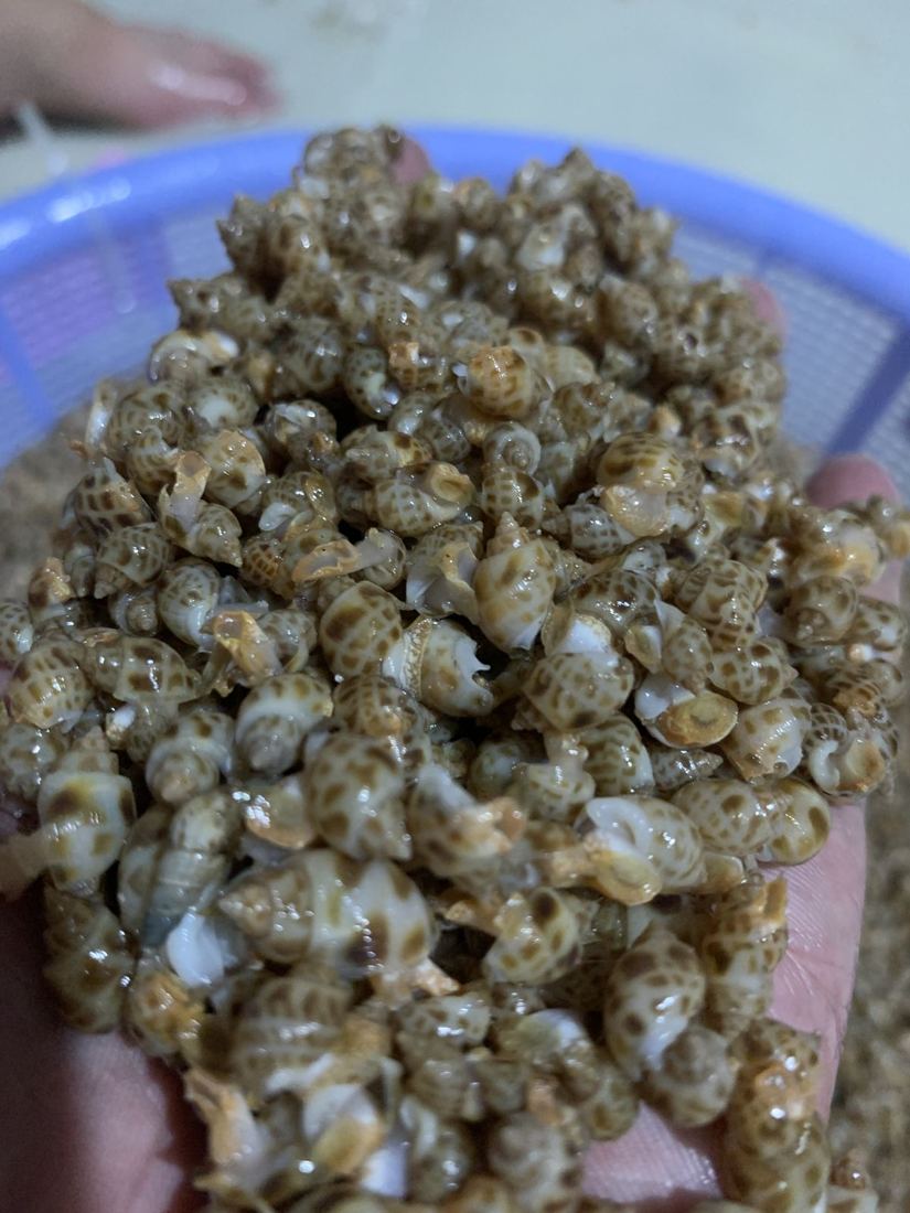 Ốc hương giống khỏe, vỏ bóng, vân đều trên tay