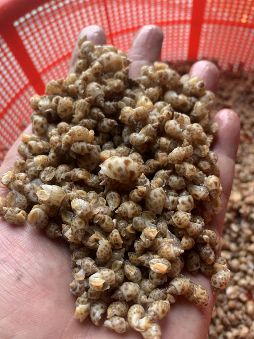 Ốc hương giống SyAqua ADN cận cảnh trên tay